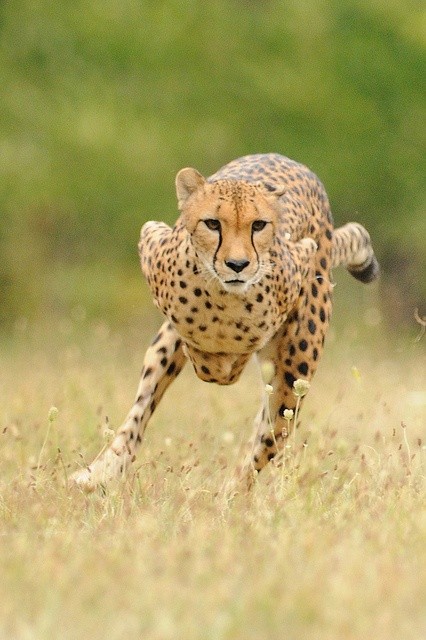 Photo:  Cheetah Running